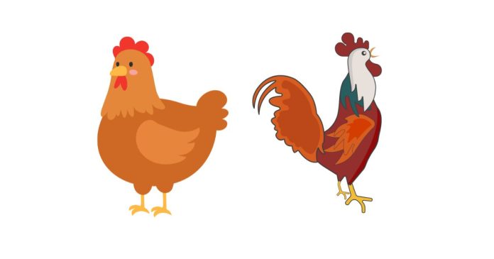 Why Do Chickens Make Noise Every Morning?