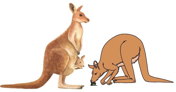 Why is a female kangaroo called a flyer?