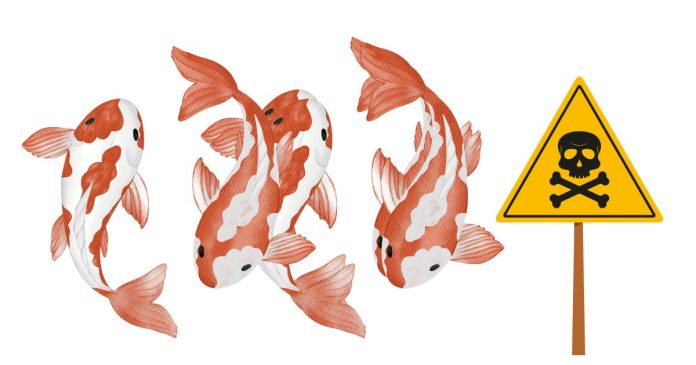 Why is a mongrel koi so deadly