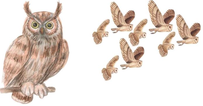 Why is group of owls called a parliament?