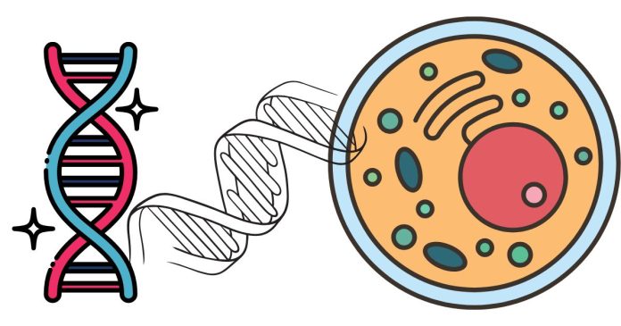 are Genes are located at specific positions on spindles?