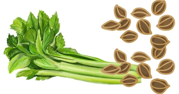 How much celery seed do you use as a substitute in soups?