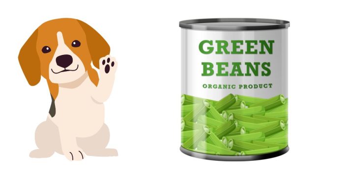 Can a dog eat green beans? What are the risks and benefits?