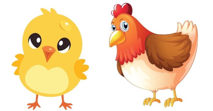 What is the difference between a chicken and a hen?