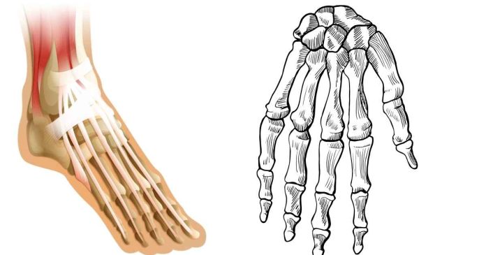 in a human arm, the phalanges are ____________ to ...?