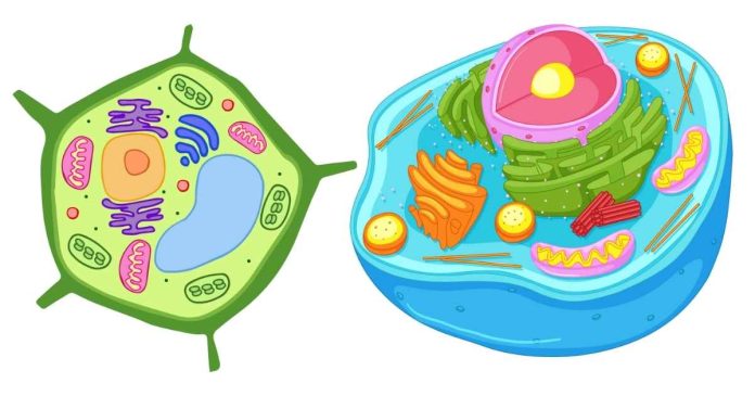 Which organelles are unique to plant cells?